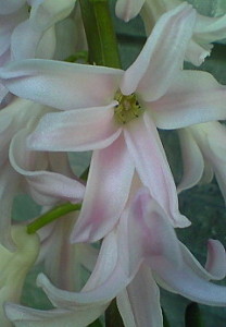 ヒヤシンス咲いたよ。