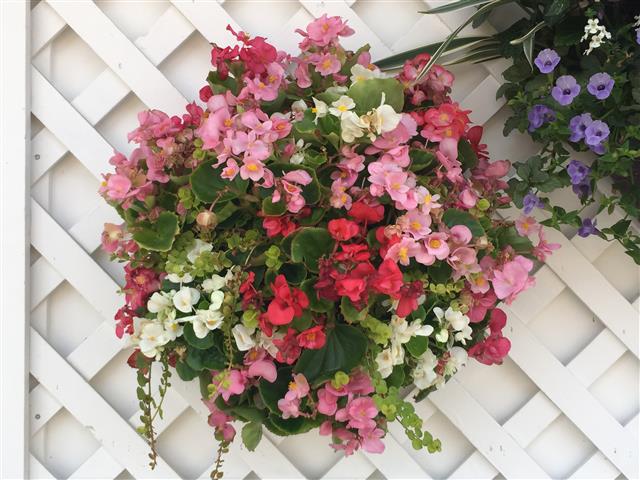 夏花壇の定番 ベゴニアセンパフローレンス 花ズバっ プランツギャザリング寄せ植え教室をお探しの方へ愛知岐阜など全国からお越しいただいています