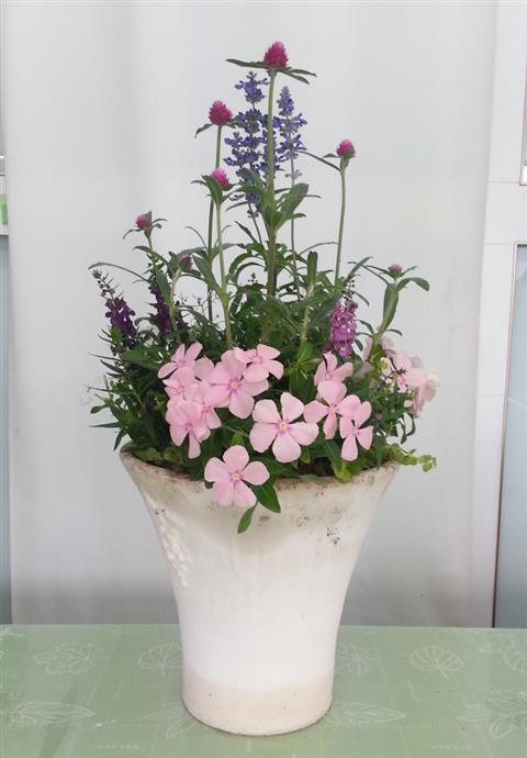 夏花壇の定番 ブルーサルビア 花ズバっ プランツギャザリング寄せ植え教室をお探しの方へ愛知岐阜など全国からお越しいただいています