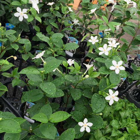 白い清楚な花セイロンライティア 花ズバっ プランツギャザリング寄せ植え教室をお探しの方へ愛知岐阜など全国からお越しいただいています