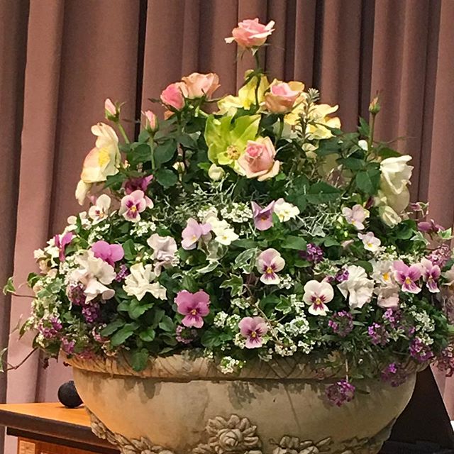 花と緑のコンクール表彰式根っこがついてるお花で #ステージ装花 #ブロメリア さんの #薔薇 ノバ は、ゆっくり咲いていきます。#クリスマスローズ #ギャザリング