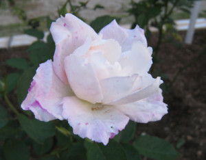 「プリンセス　テンコー」のバラ