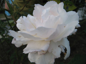 「プリンセス　テンコー」のバラ