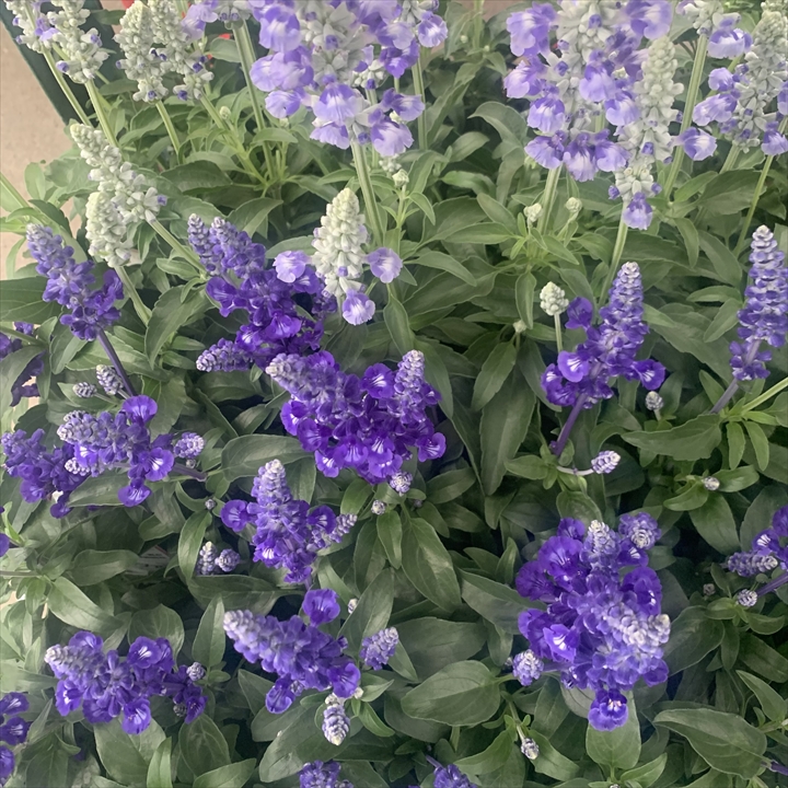 サルビア　サリーファン　ブルーサルビア　ディープオーシャン　青い　夏　花壇　スカイブルー　宿根草　