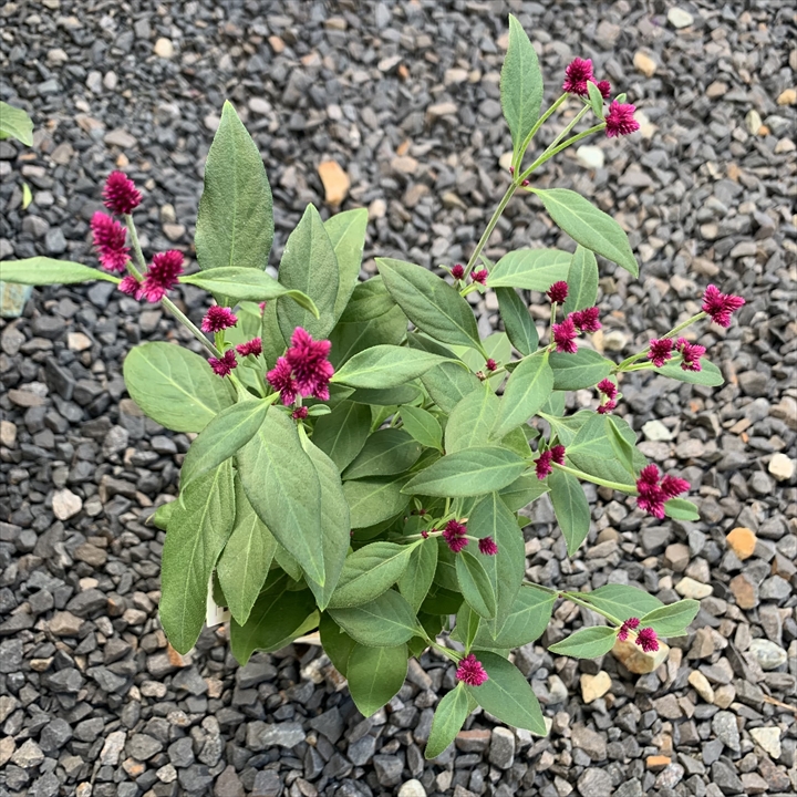 群馬県おうら新井園芸さんが生産されたアルテルナンテラポリゲンスは、2分割できる便利な花苗です。秋には美しい赤い小さい花がかわいらしく咲き、寄せ植えにぴったりです。育て方や適切な置き場所に気を付けることで、枯れずに長く楽しむことができます。アルテルナンテラポリゲンスについて詳しく学びたいなら、プランツギャザリング教室でのレッスンがおすすめです。料金や資格取得に関する情報はホームページで確認できます。また、花創人のガーデニング教室は岐阜、愛知、名古屋、各務原、一宮などで開催されており、オーダー制作も可能です。さらに、YouTubeのオゼジュン先生がアルテルナンテラポリゲンスの意味や育て方について詳しく解説しています。この美しい植物の魅力を体験してみませんか？