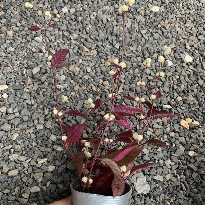 アルテルナンテラレッドフラッシュ、または赤葉千日紅とも呼ばれる植物は、秋の寄せ植えにぴったりです。美しい銅葉と金平糖のような花を咲かせ、秋の庭を彩ります。育て方には注意が必要で、耐寒温度は2℃以下になると枯れてしまうことがあります。しかし、コンテナガーデンや花壇、寄せ植えに配置すれば、その美しさを楽しむことができます。アルテルナンテラレッドフラッシュについて学びたいなら、プランツギャザリング教室でのレッスンがおすすめです。料金や資格取得に関する情報はホームページで確認できます。また、花創人のガーデニング教室は岐阜、愛知、名古屋、各務原、一宮などで開催されており、オーダー制作も可能です。さらに、YouTubeのオゼジュン先生がアルテルナンテラレッドフラッシュの意味や育て方を詳しく解説しています。この美しい植物の魅力を秋の寄せ植えで体験してみませんか？