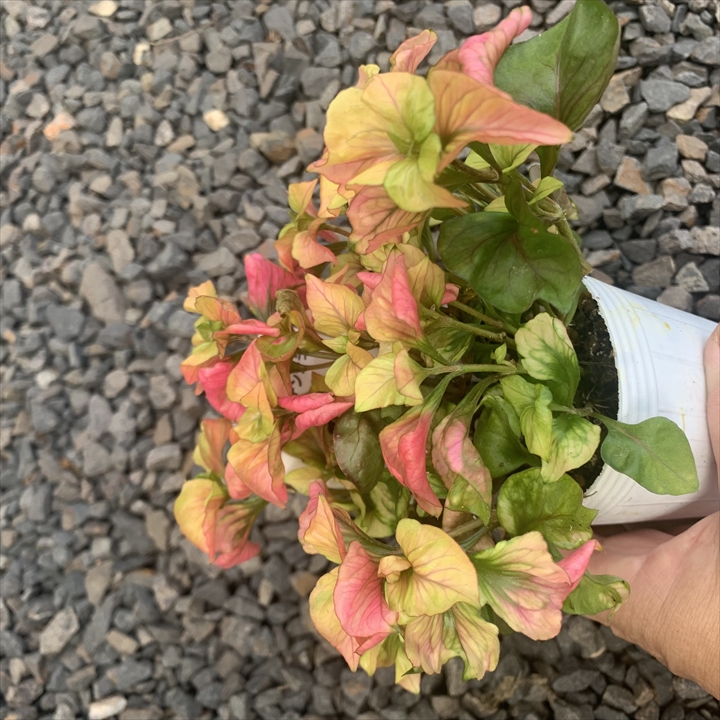 アルテルナンテラ・ファニードレスは、秋の季節に美しい葉っぱの色とフリルのデザインが魅力の新種植物です。そのピンクのフリルは可愛らしく、カラーリーフとして非常に人気があります。和風や洋風の庭園にもマッチし、アレンジや寄せ植えに最適です。プランツギャザリング教室で、アルテルナンテラ・ファニードレスの育成技術を学ぶことができます。詳細な料金や資格情報はウェブサイトでご確認いただけます。花創人のガーデニング教室は岐阜県各務原市で開催され、体験レッスンも実施中です。さらに、愛知をはじめ関東・関西地域でも出張レッスンが可能です。Plants gatheringオーダー制作も対応しており、YouTubeのオゼジュン先生が育て方を詳しく解説しています。アルテルナンテラ・ファニードレスを通じて、魅力的な庭園を創り上げましょう。