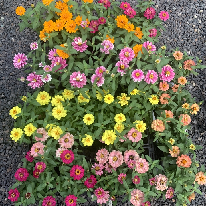 ジニアの花壇向き品種、プロフュージョン・ザハラは、そのボリュームと長い咲き続ける特性で知られています。秋になると、色鮮やかな花が庭を彩り、その美しさに魅了されることでしょう。ジニアを育てる際には、摘心や花がら摘みなどの育て方に注意が必要ですが、プランツギャザリング教室でのレッスンでそれらの技術を習得できます。料金や資格取得に関する情報はホームページで確認できます。花創人のガーデニング教室は岐阜県各務原市で開催されており、愛知、名古屋、各務原、一宮など出張レッスンも可能。Plants gatheringオーダー制作も承っています。さらに、YouTubeのオゼジュン先生がジニアについての意味や育て方を詳しく解説しています。ジニアの美しさを活かして、秋の庭を楽しんでみませんか？