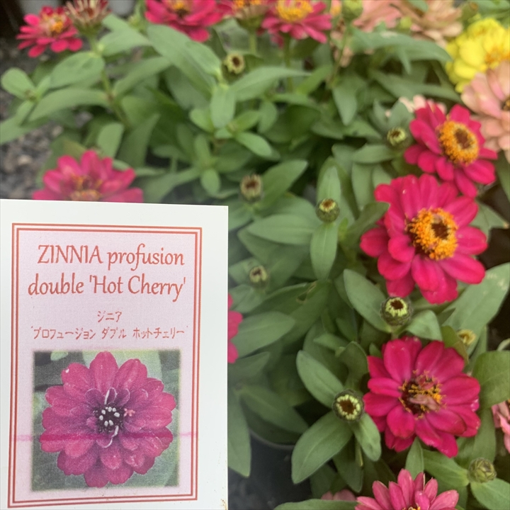 ジニアの花壇向き品種、プロフュージョン・ザハラは、そのボリュームと長い咲き続ける特性で知られています。秋になると、色鮮やかな花が庭を彩り、その美しさに魅了されることでしょう。ジニアを育てる際には、摘心や花がら摘みなどの育て方に注意が必要ですが、プランツギャザリング教室でのレッスンでそれらの技術を習得できます。料金や資格取得に関する情報はホームページで確認できます。花創人のガーデニング教室は岐阜県各務原市で開催されており、愛知、名古屋、各務原、一宮など出張レッスンも可能。Plants gatheringオーダー制作も承っています。さらに、YouTubeのオゼジュン先生がジニアについての意味や育て方を詳しく解説しています。ジニアの美しさを活かして、秋の庭を楽しんでみませんか？