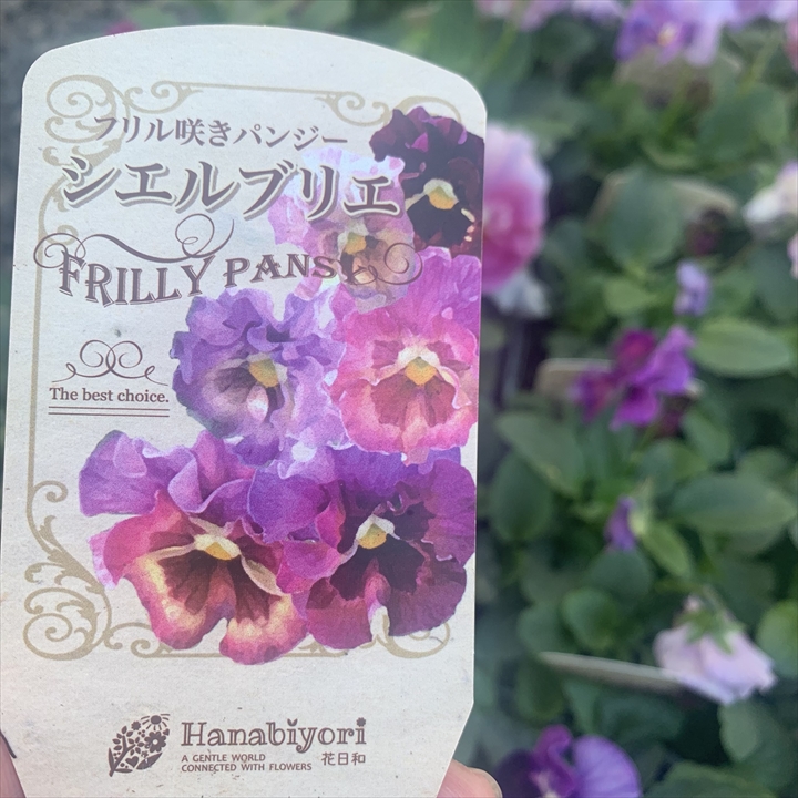 「パンジー シエルブリエ」は、フリルパンジーの中でも特に美しい色変わりの品種です。花日和さんが作出したこのパンジーは、その特徴的な色合いで知られています。通販で手に入る苗の値段も魅力的で、育てるのも簡単です。シエルブリエのパンジーは、庭や鉢植えに華やかな色彩を加え、季節の花日和を楽しむのに最適です。その美しい花びらのフリルが魅力で、育て方もシンプルです。パンジー愛好家にとって、シエルブリエは必見の品種です。






